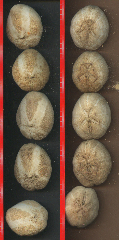 teche:Brissopsis lyrifera, Brissopsis atlantica mediterranea