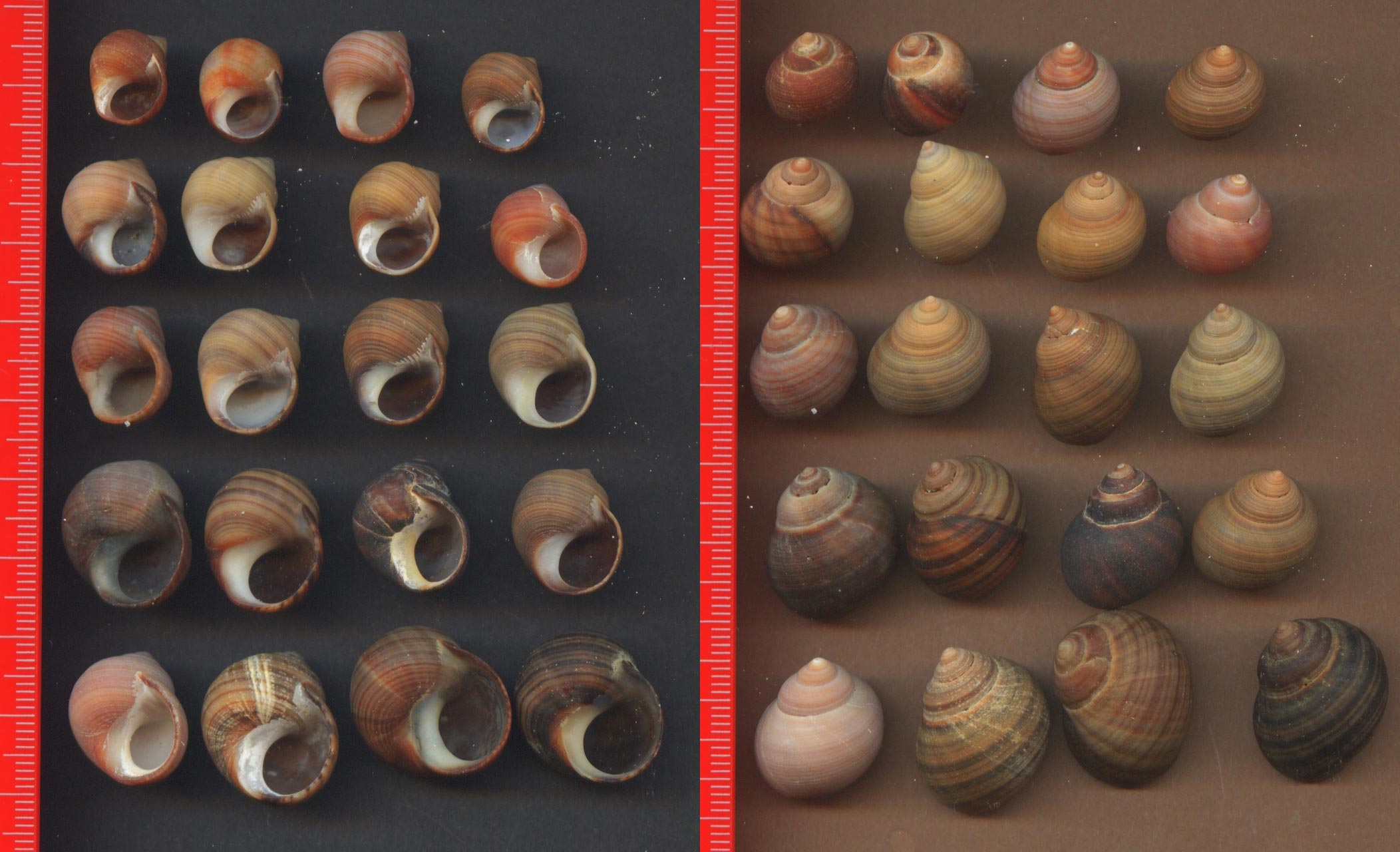 littorina nigrolineata?