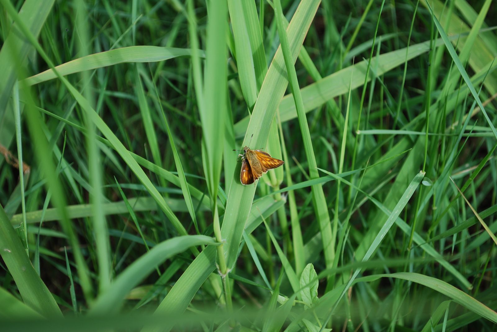 farfalle da identificare