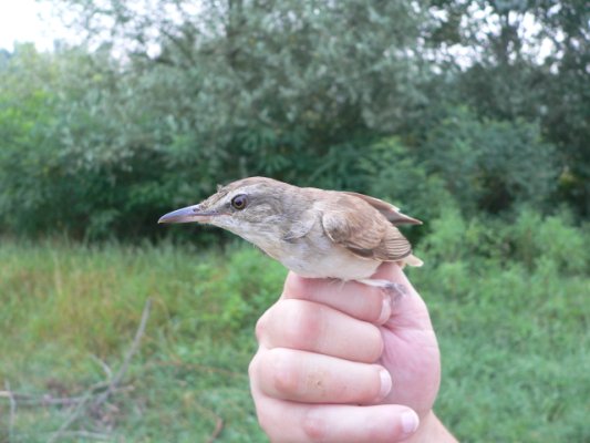 Uccelli nell''astigiano