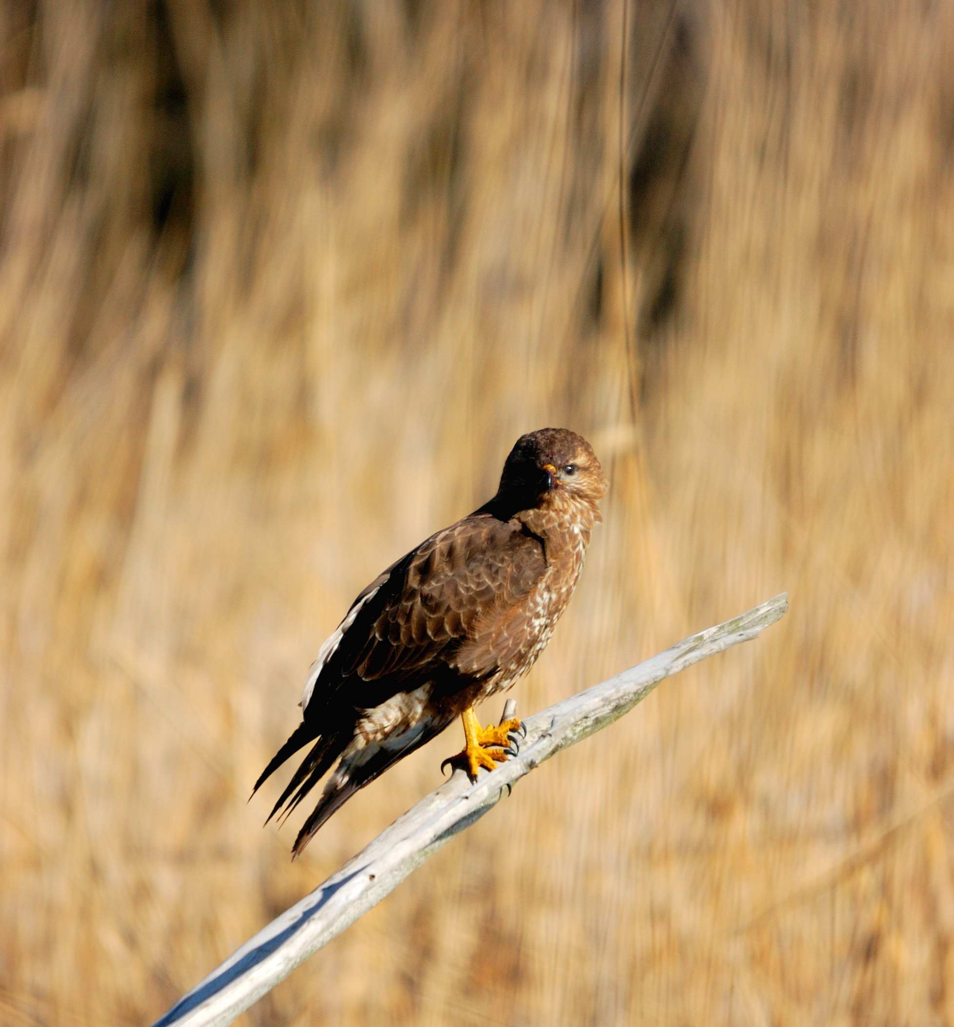 Buteo buteo