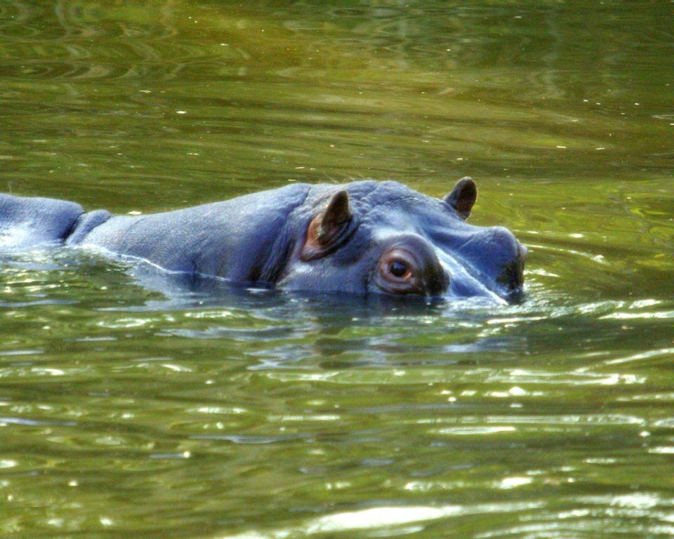 ippopotamo....