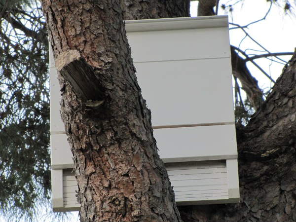 Bat box