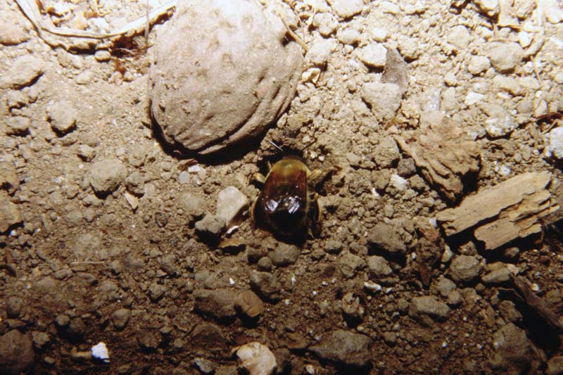 Bombetto scavatore ... No. probabile Anthophora