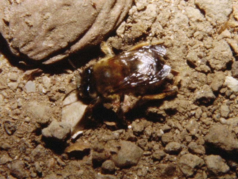 Bombetto scavatore ... No. probabile Anthophora