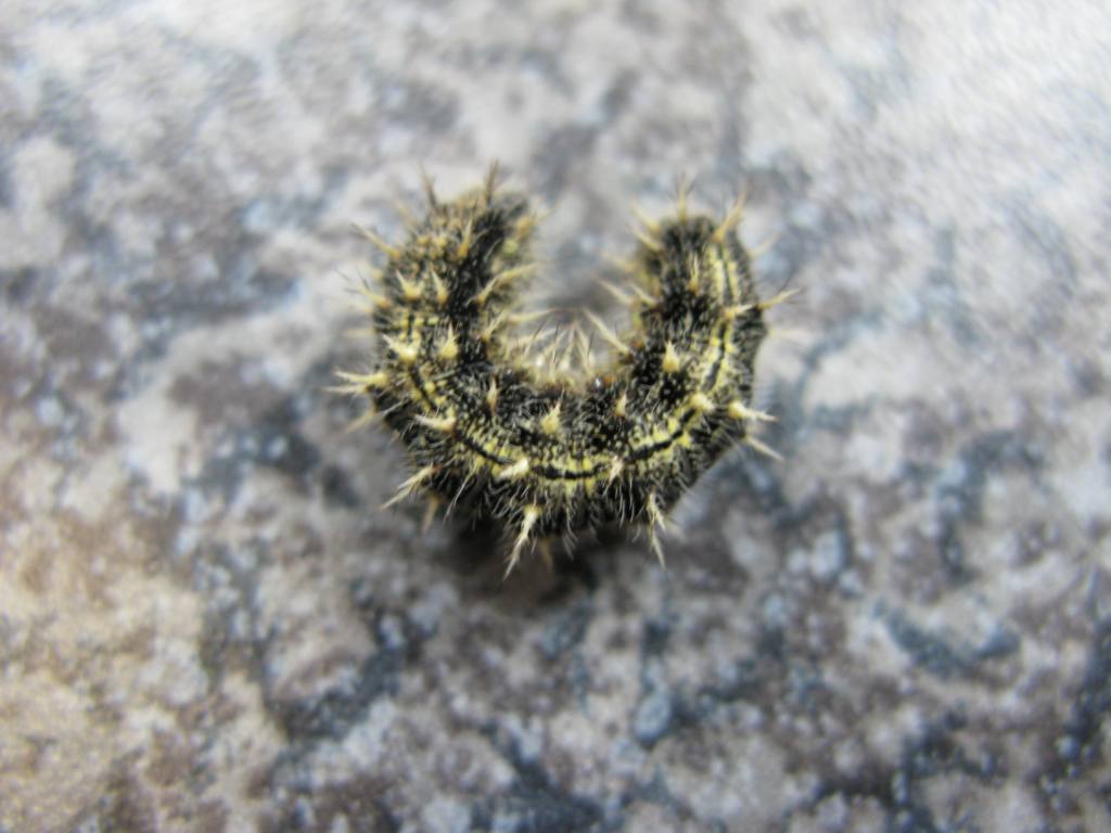 Altro bruco svizzero da identificare - Vanessa cardui