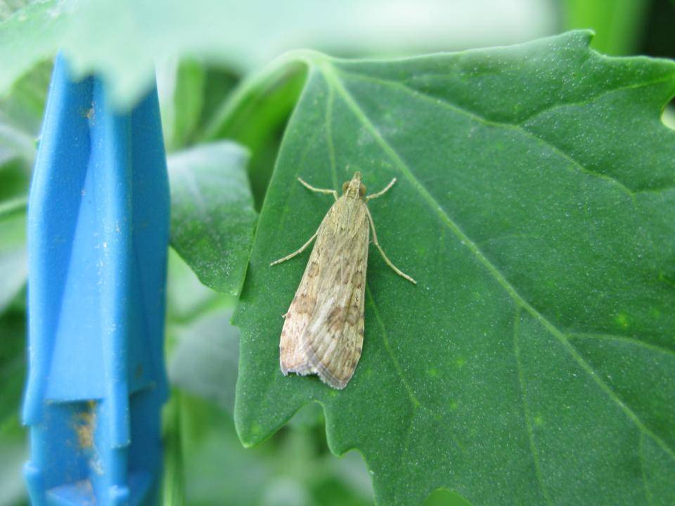 Nuctuide da identificare - Nomophila noctuella (Crambidae)