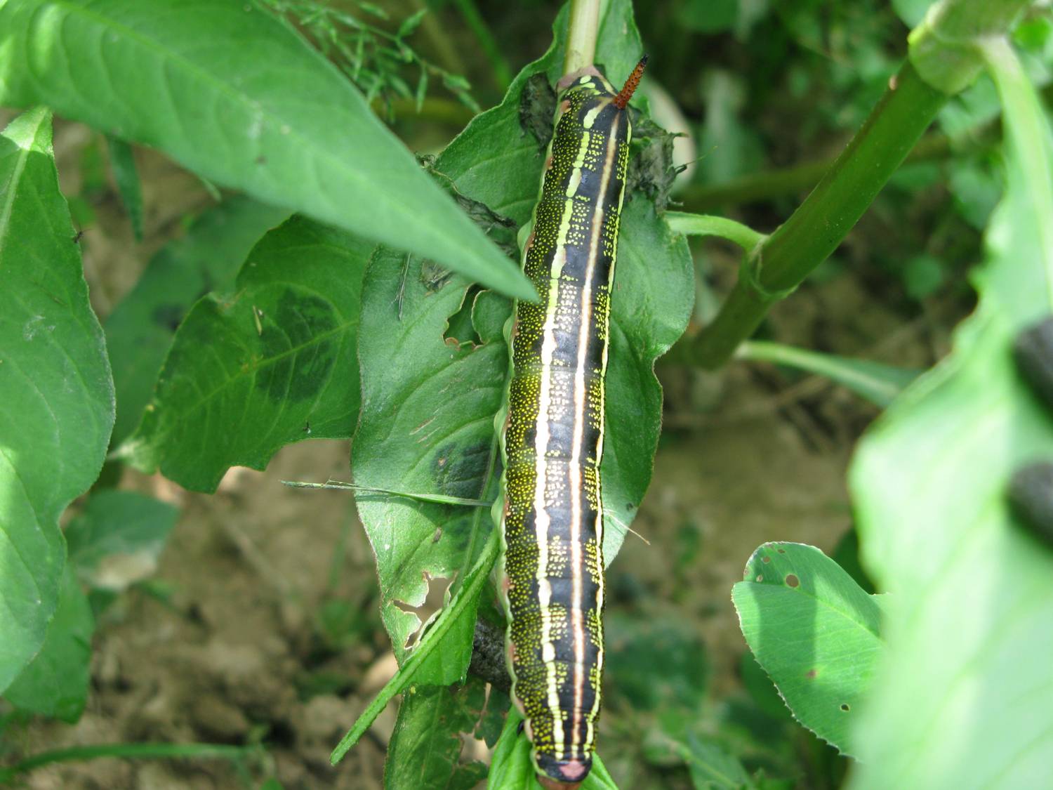 Bruco di Sphingidae da identificare