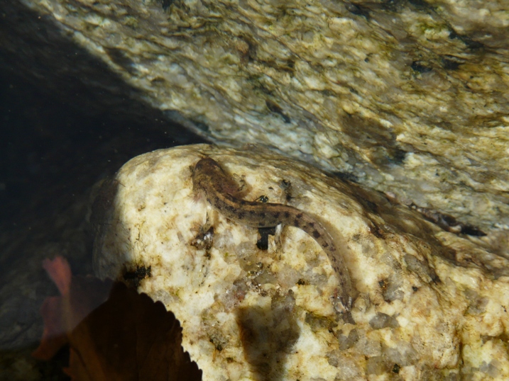 Salamandra corsica o S. s. corsica?Euproctus montanus, larva