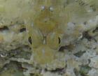 juvenile Aidablennius sphynx