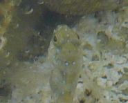 juvenile Aidablennius sphynx