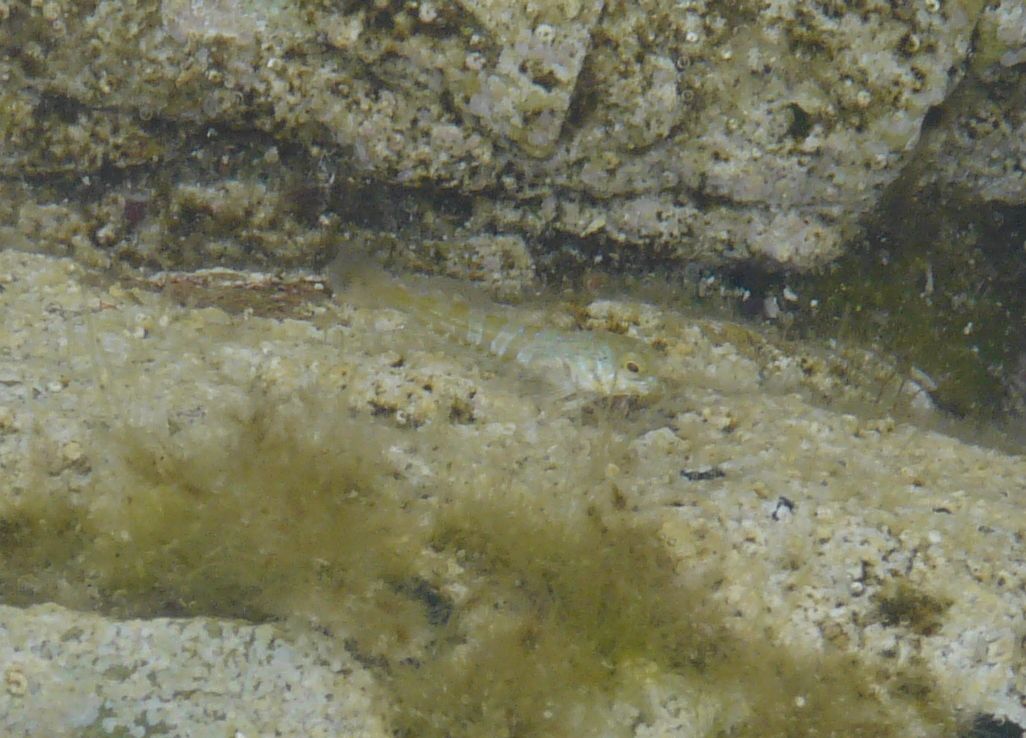 juvenile Aidablennius sphynx