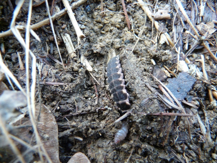 Larva di chi? Lampyris raymondi