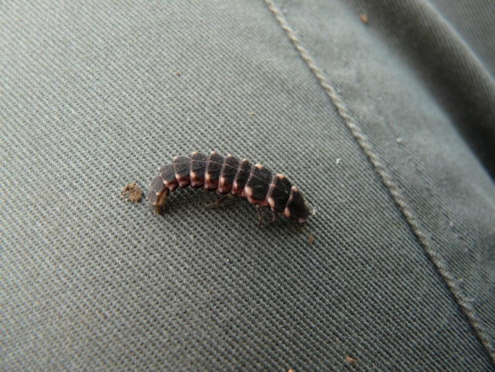 Larva di chi? Lampyris raymondi