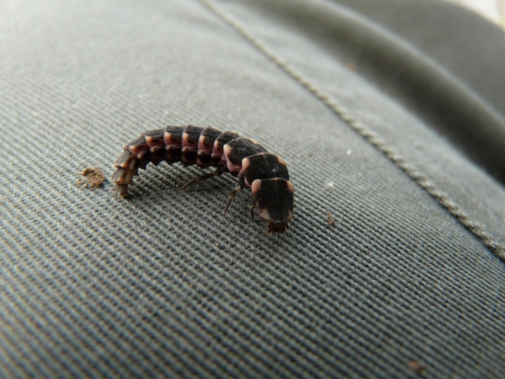 Larva di chi? Lampyris raymondi