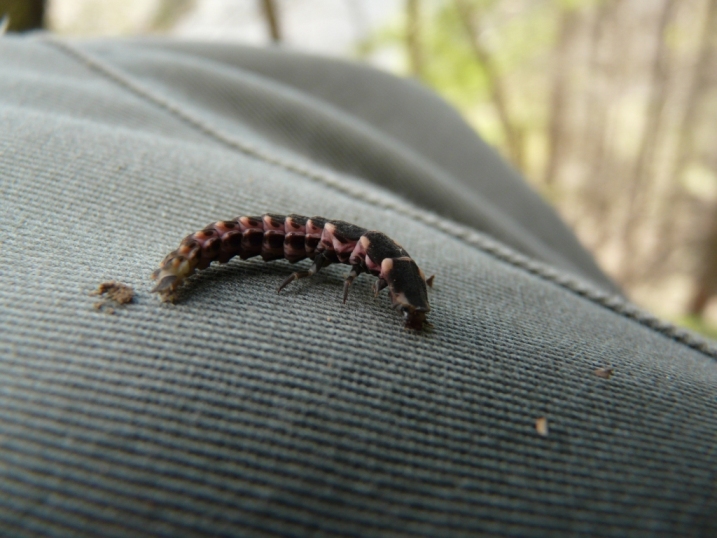 Larva di chi? Lampyris raymondi