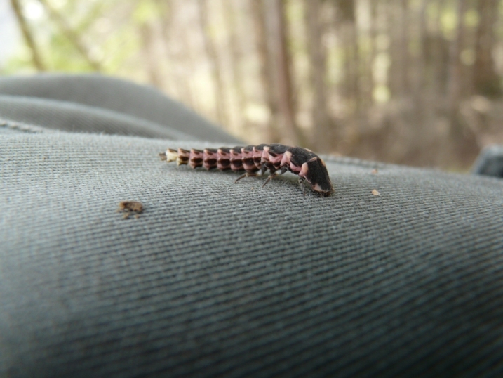 Larva di chi? Lampyris raymondi