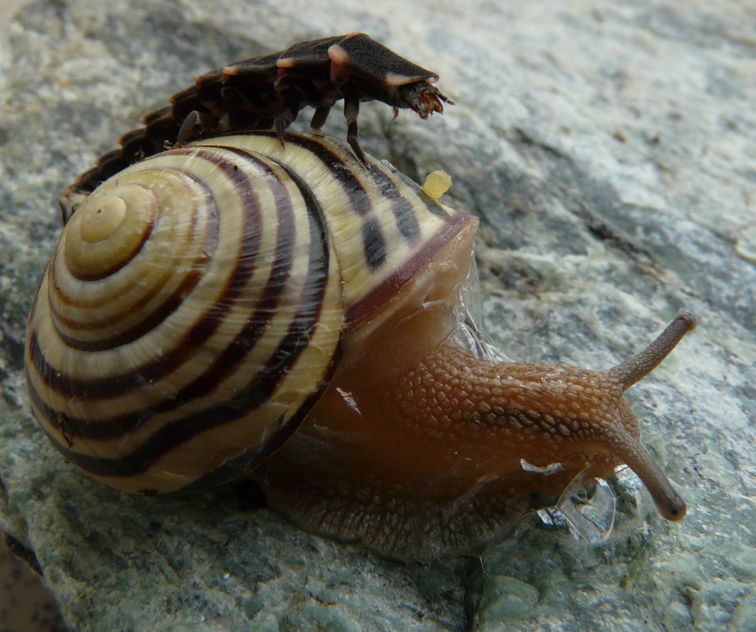 Galleria di insetti predatori e loro prede