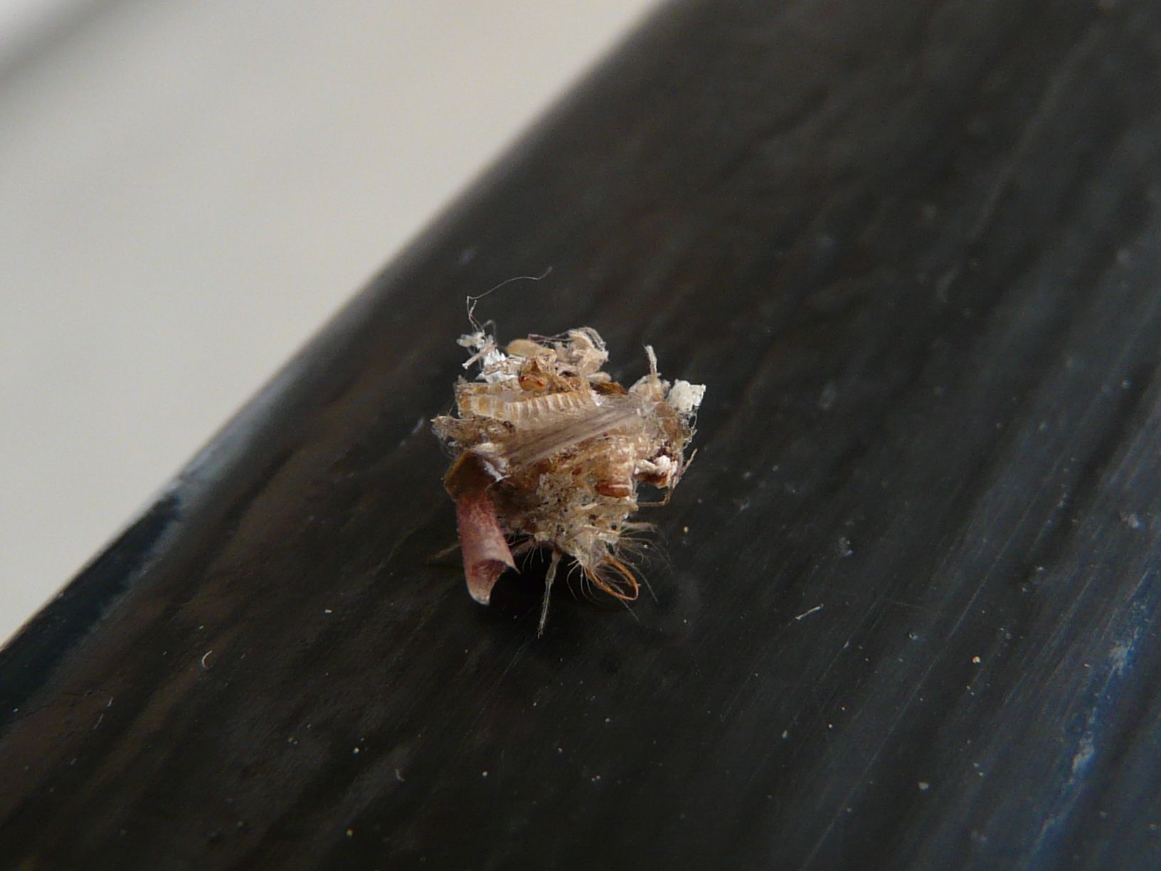 Curiosa larva di Dichochrysa sp.
