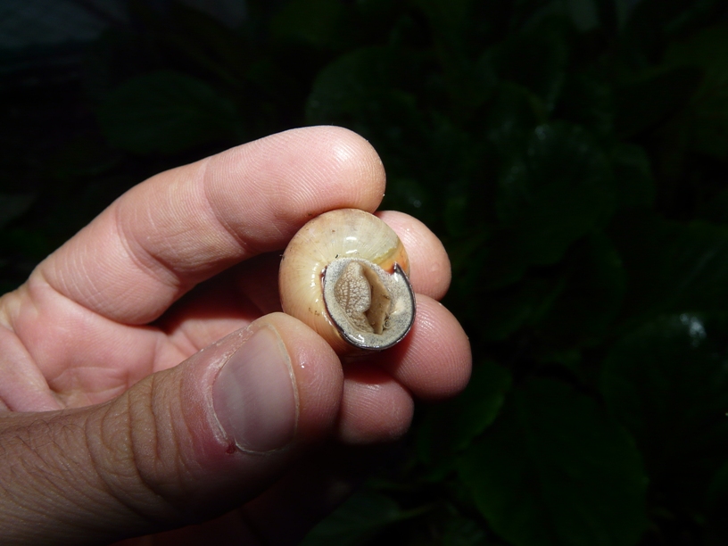 E'' una Cepaea nemoralis?