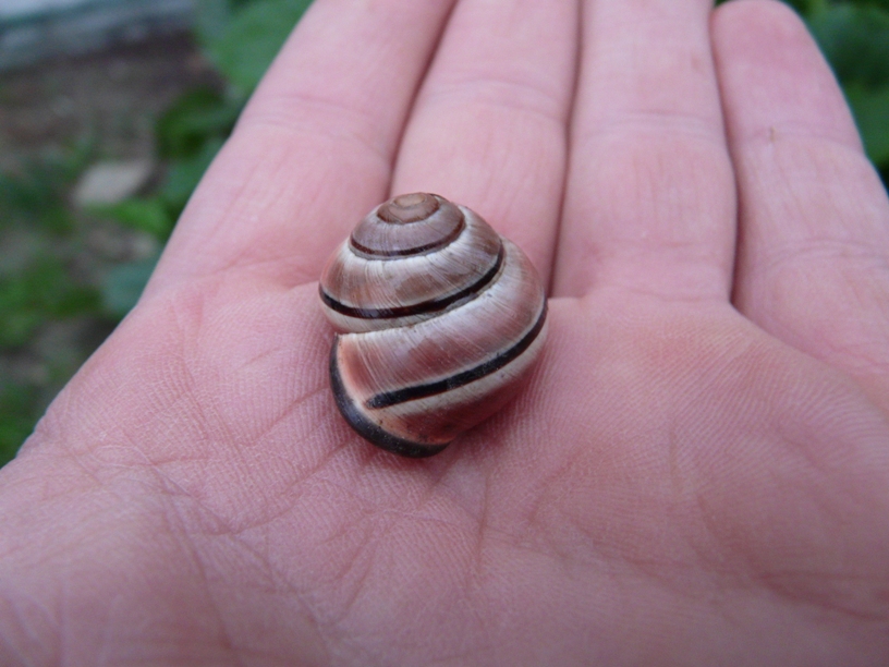 E'' una Cepaea nemoralis?