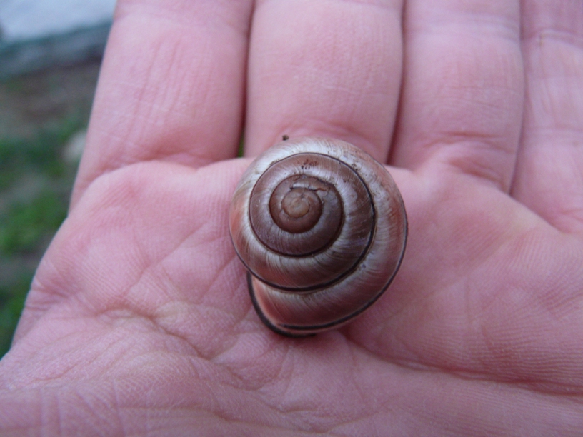 E'' una Cepaea nemoralis?