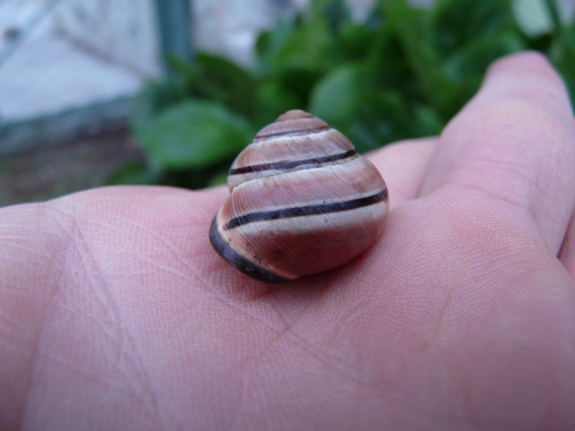 E'' una Cepaea nemoralis?