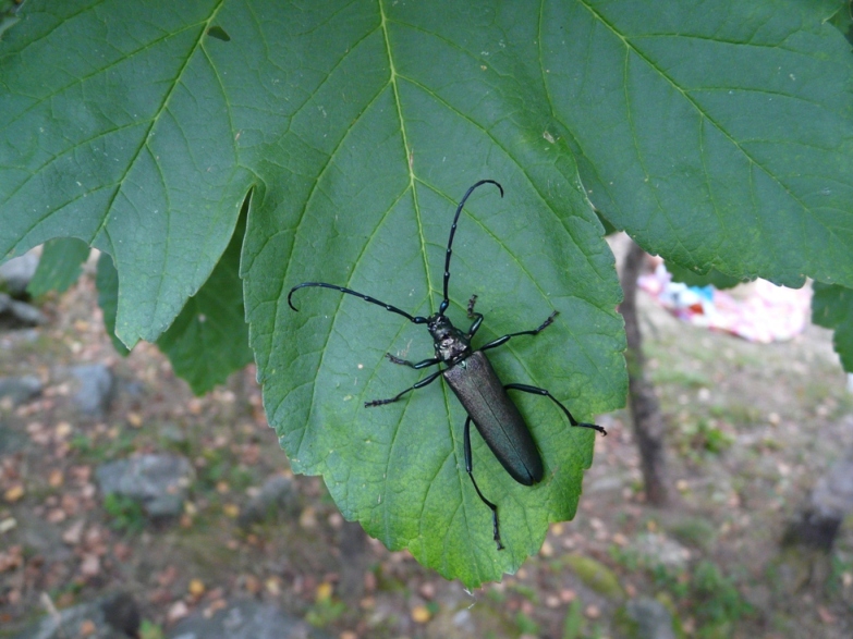 E'' Agapanthia? No, Aromia moschata