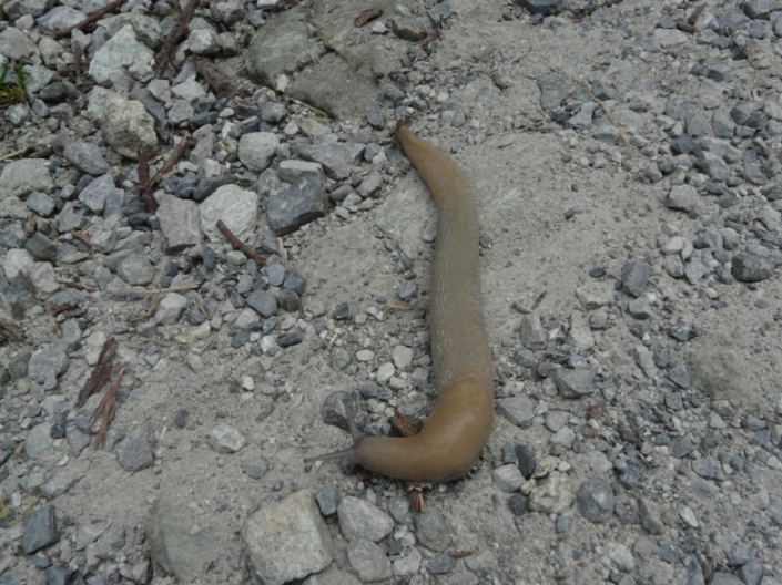 Limax candido quasi come la neve dalla valle Pesio (CN)