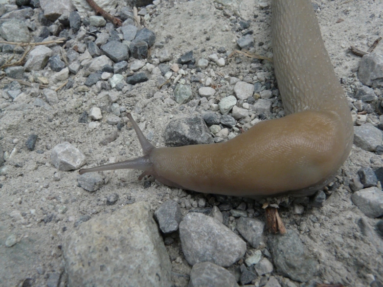 Limax candido quasi come la neve dalla valle Pesio (CN)