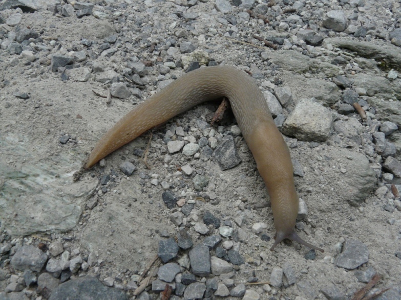 Limax candido quasi come la neve dalla valle Pesio (CN)