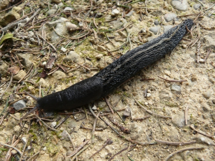 Limax cinereoniger dal nord della Svizzera (AG)