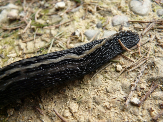 Limax cinereoniger dal nord della Svizzera (AG)