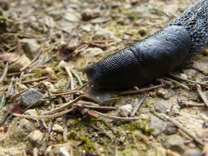 Limax cinereoniger dal nord della Svizzera (AG)