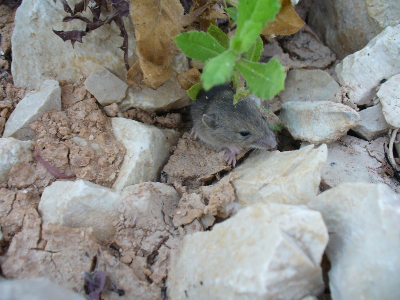 Probabile Rattus sp. juv.
