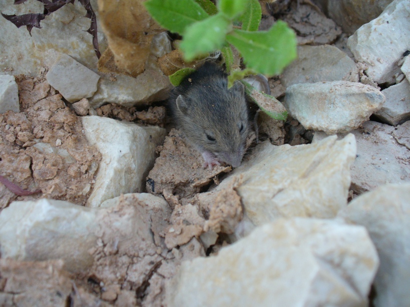 Probabile Rattus sp. juv.