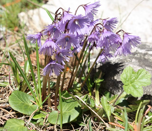 Passo Mendola - Soldanella alpina
