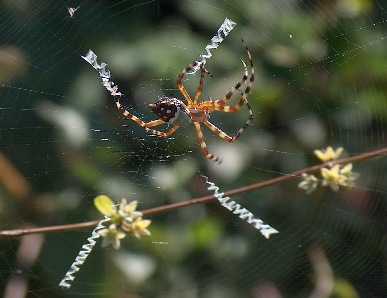 Argiope cf. argentata (dai Caraibi)