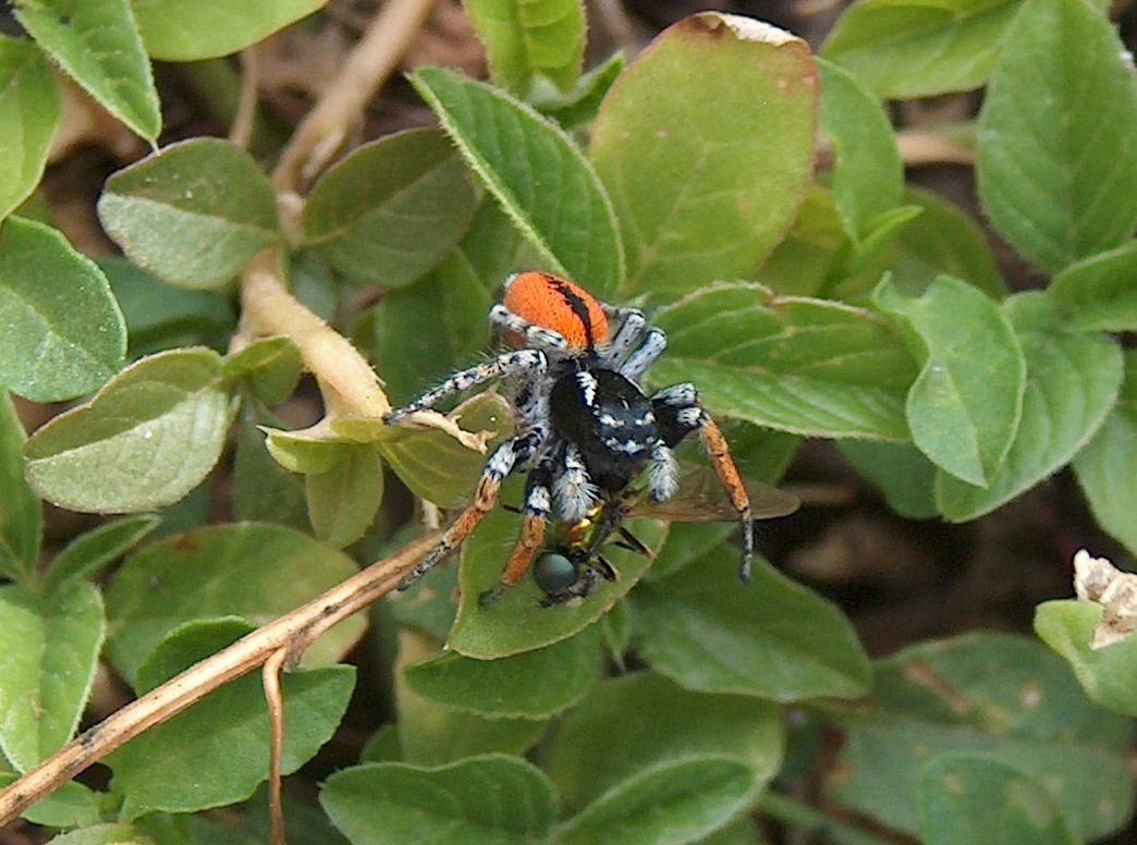 Philaeus chrysops