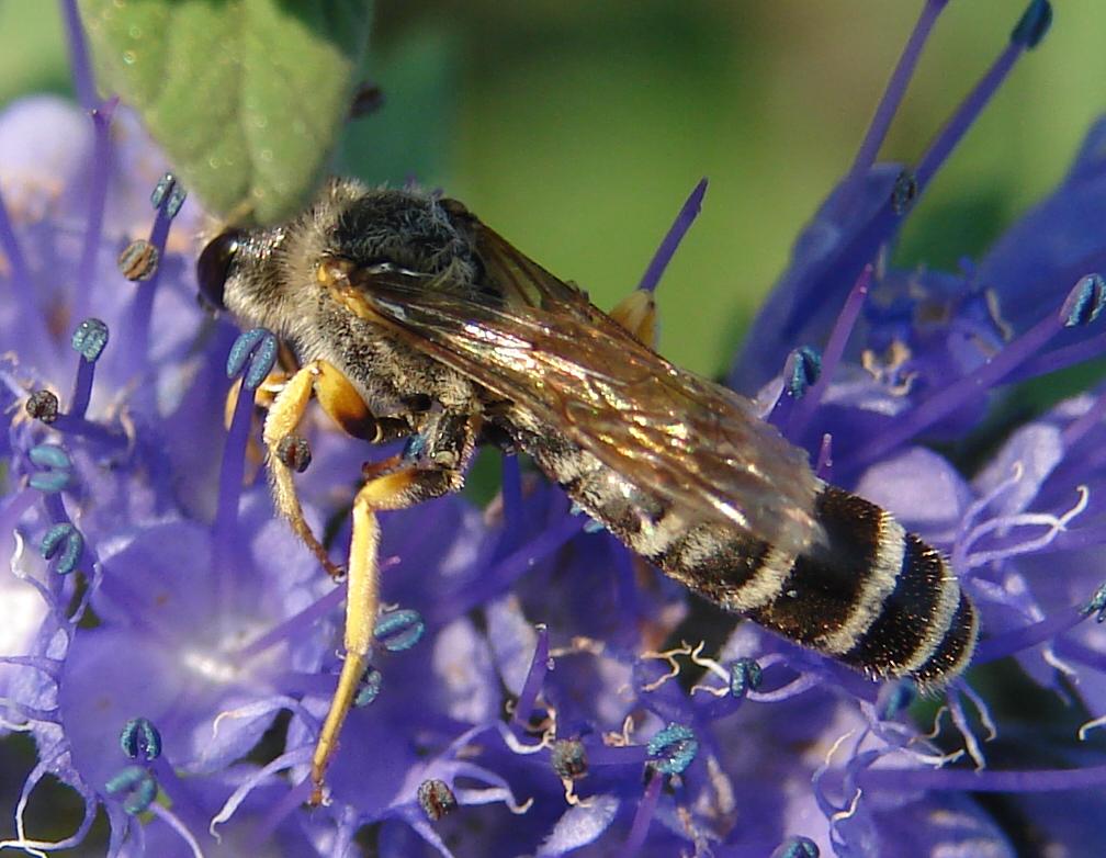 Imenotteri da identificare