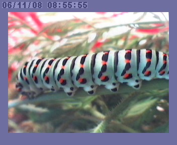 webcam