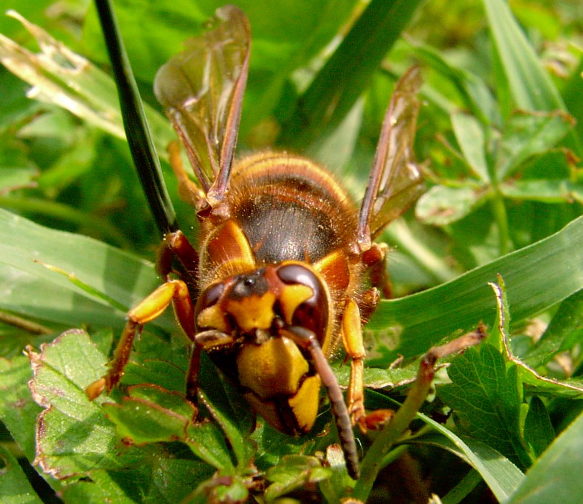 Imenotteri da identificare