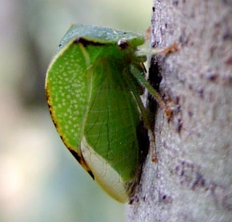 Stictocephala bisonia