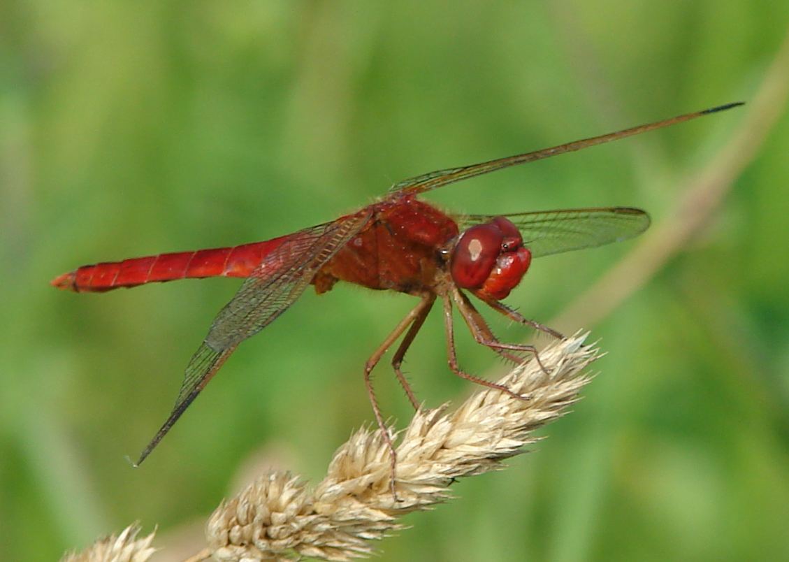 Crocothemis erythraea e Sympetrum depressiusculum