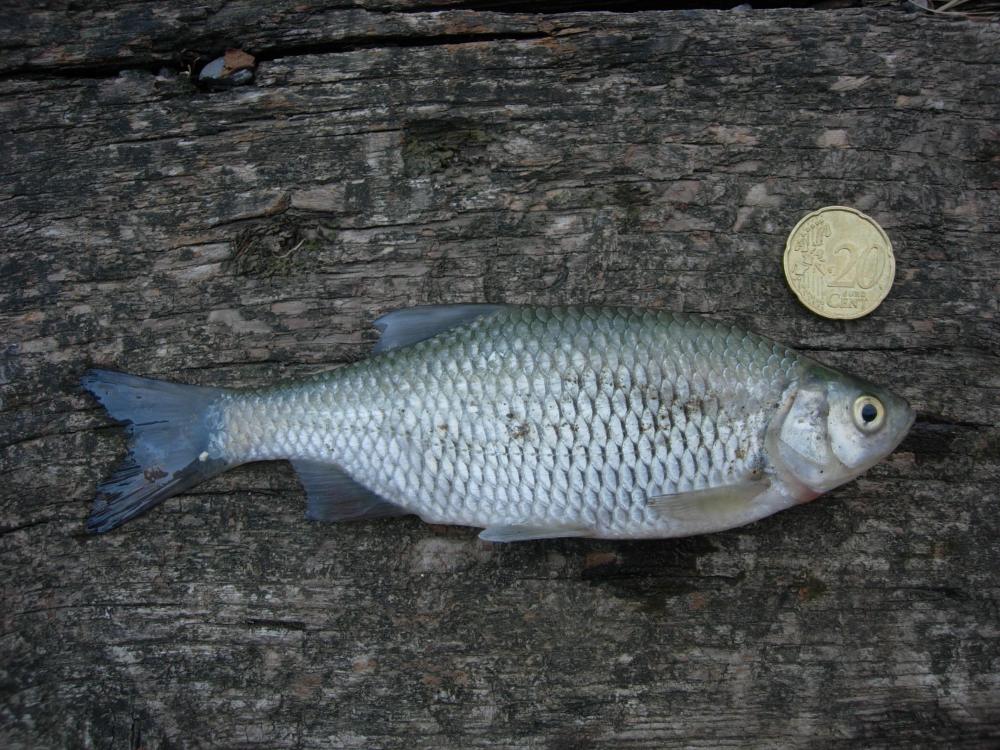 Pesce da identificare
