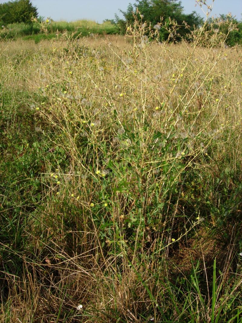 Lactuca sativa subsp. serriola / Lattuga selvatica
