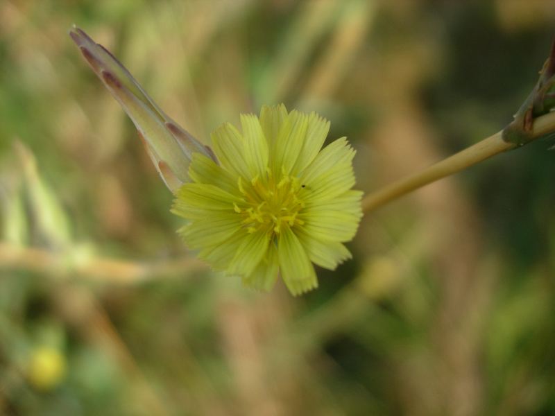 Lactuca sativa subsp. serriola / Lattuga selvatica