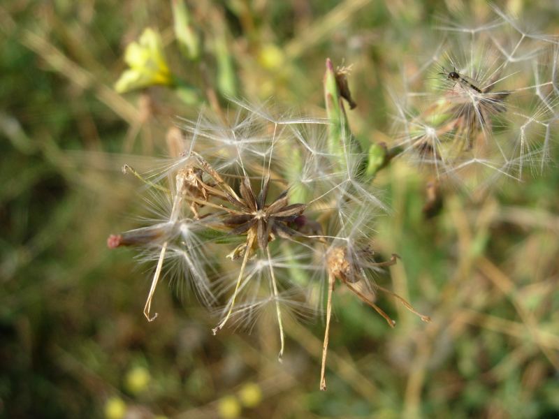 Lactuca sativa subsp. serriola / Lattuga selvatica