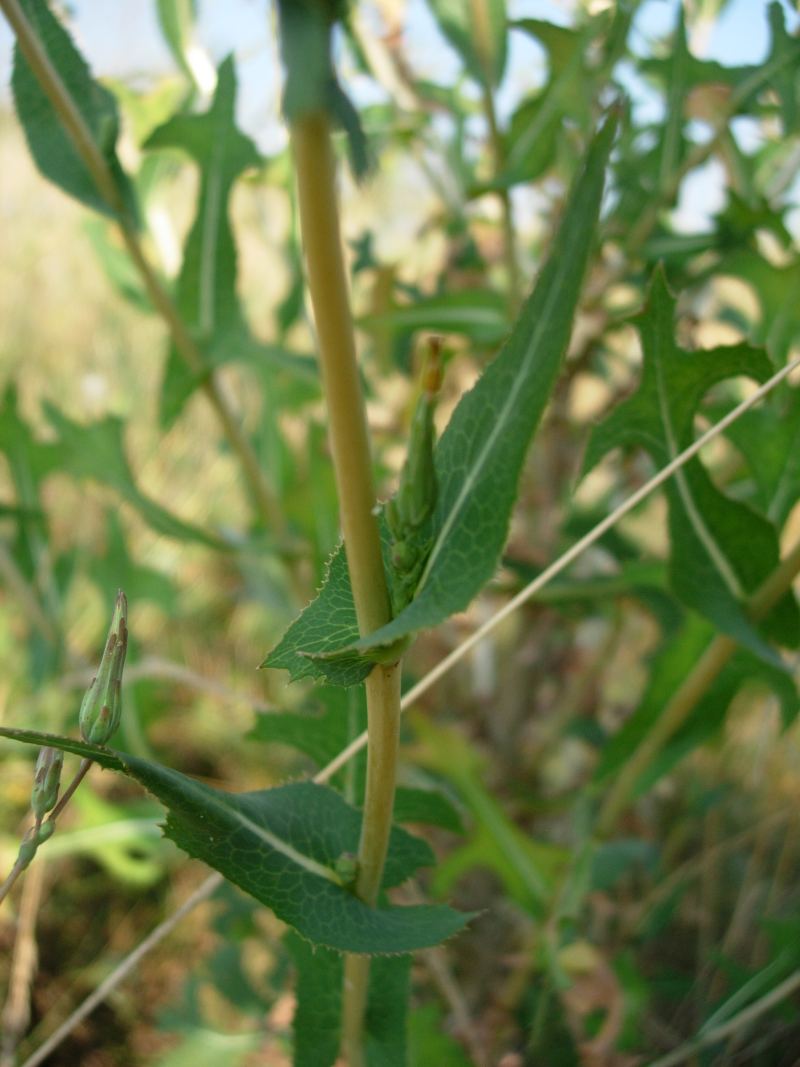 Lactuca sativa subsp. serriola / Lattuga selvatica