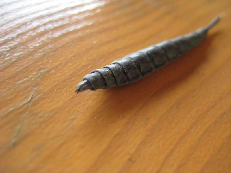 Di cosa si tratta? (Larva di Stratiomyidae)